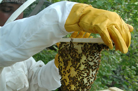 Beekeeping Gloves